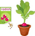 Radish plant with ripe pink root-crop, green leaves in flower pot and open sachet with seeds